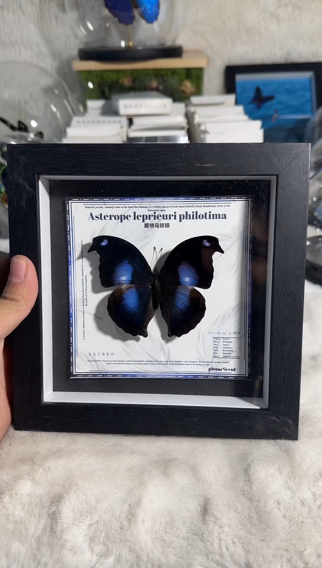 有机玻璃爱情鸟相框精美精美