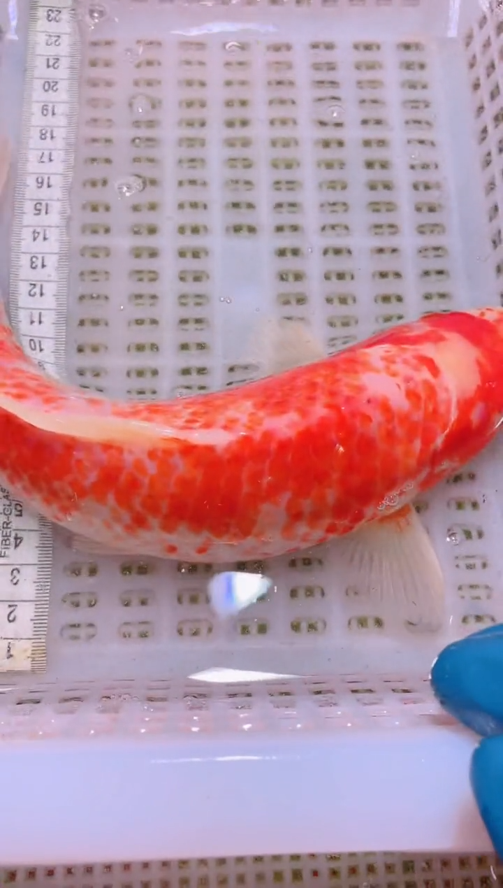 锦鲤冷水观赏鱼全场包邮211