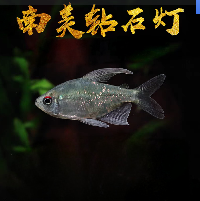 小型热带观赏鱼 南美钻石灯