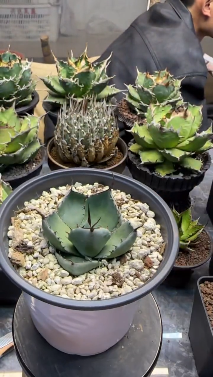 【闪购商品】福克斯龙舌兰