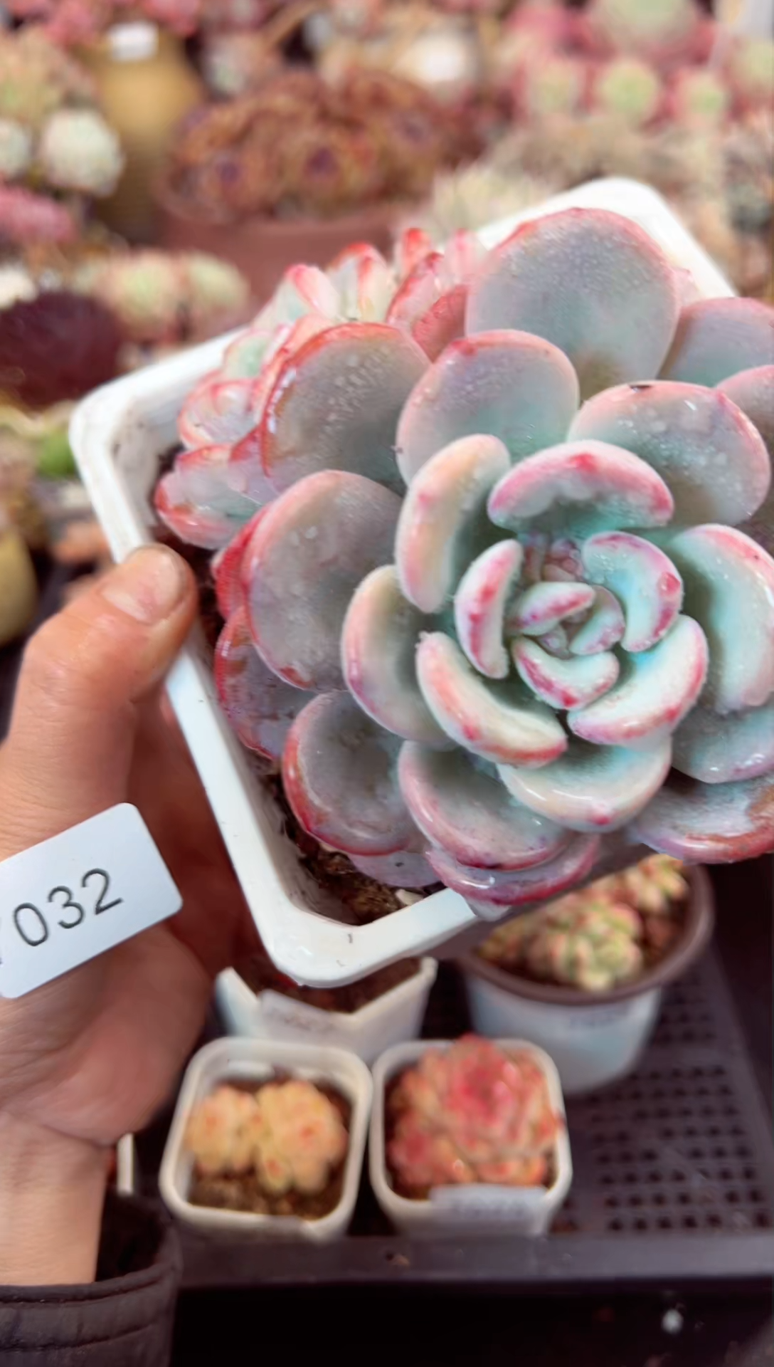 【闪购商品】7032群生漫漫雪多肉