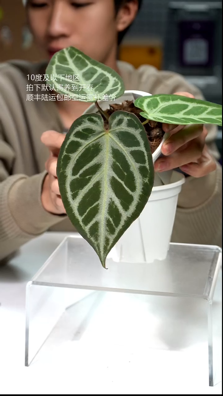 完全开放032-闪烁2.0