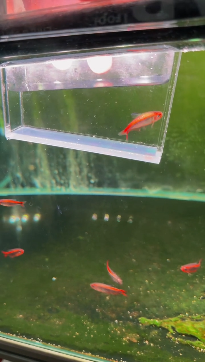 灯科鱼碎金红HY*1（有黑色素）