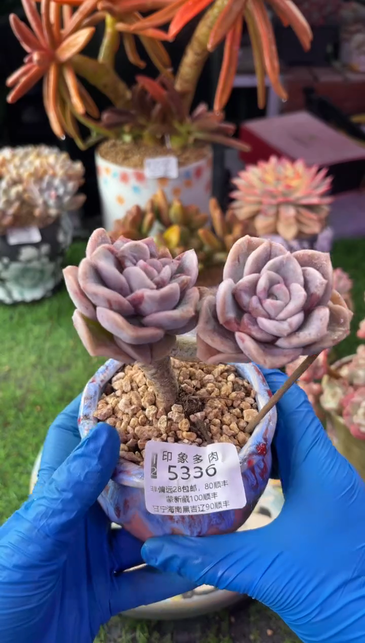 昆明印象多肉5336