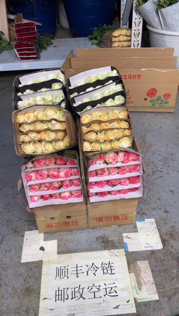 艾沙20枝+香槟20枝+白雪山20枝