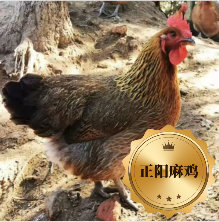 生鲜正阳麻鸡肉质鲜美到手13只 包冰率不含冰