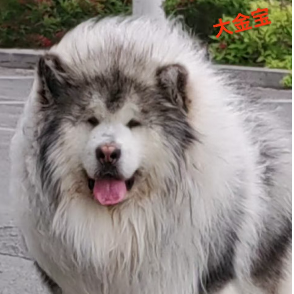 【杜姐家】精品阿拉斯加犬宝宝