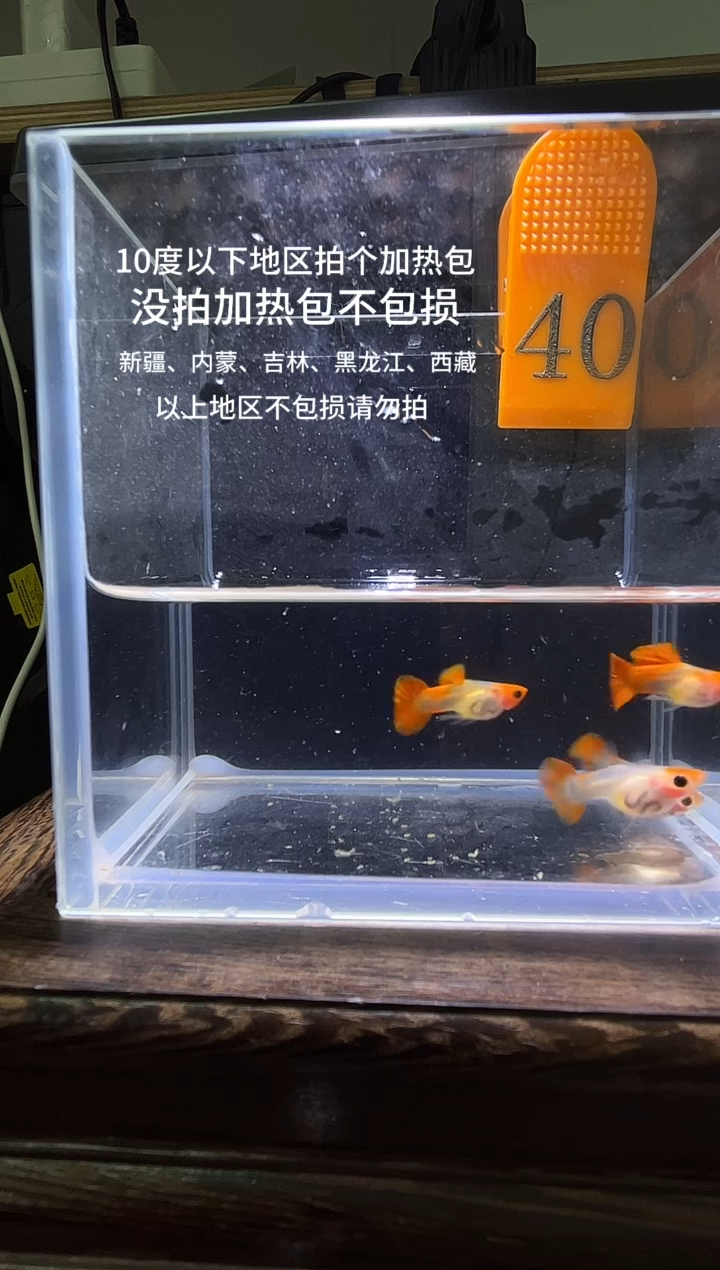 孔雀鱼深海蓝玻璃猫普通40