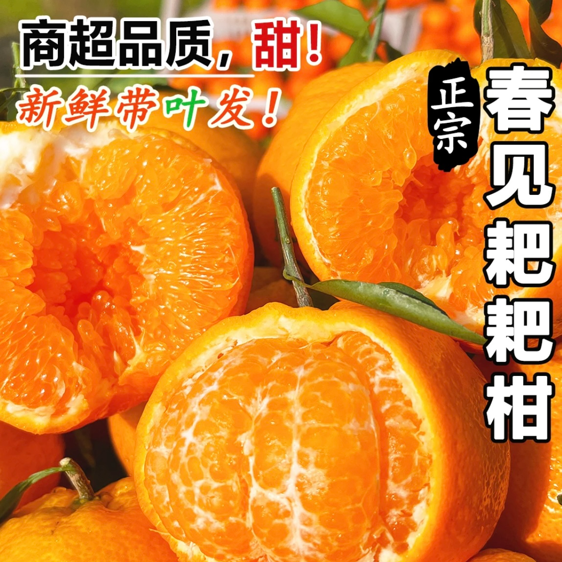 【眉山精品耙耙柑】b京东次日达无脱酸自然成熟礼盒装 坏果问题联系店铺客服会第一时间处理