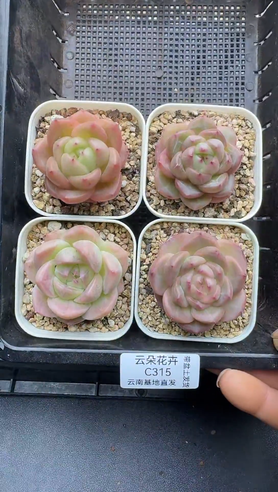 珍妮杂交多肉C315