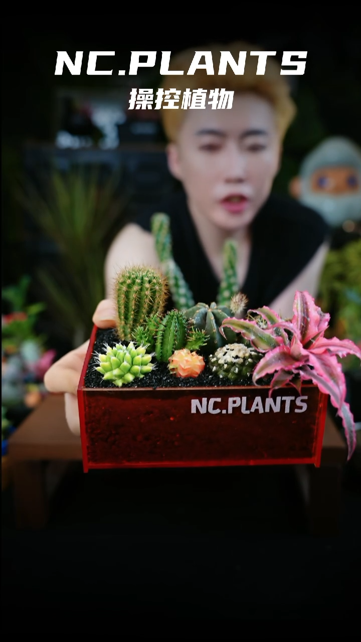 无花朵美奥星（一物一拍