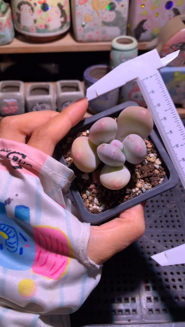 黄金鸡蛋大叶奶多肉