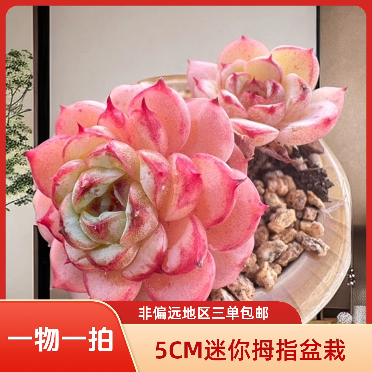 N_201-400【小尾巴多肉直播链接】5CM迷你拇指盆栽带盆土发货   