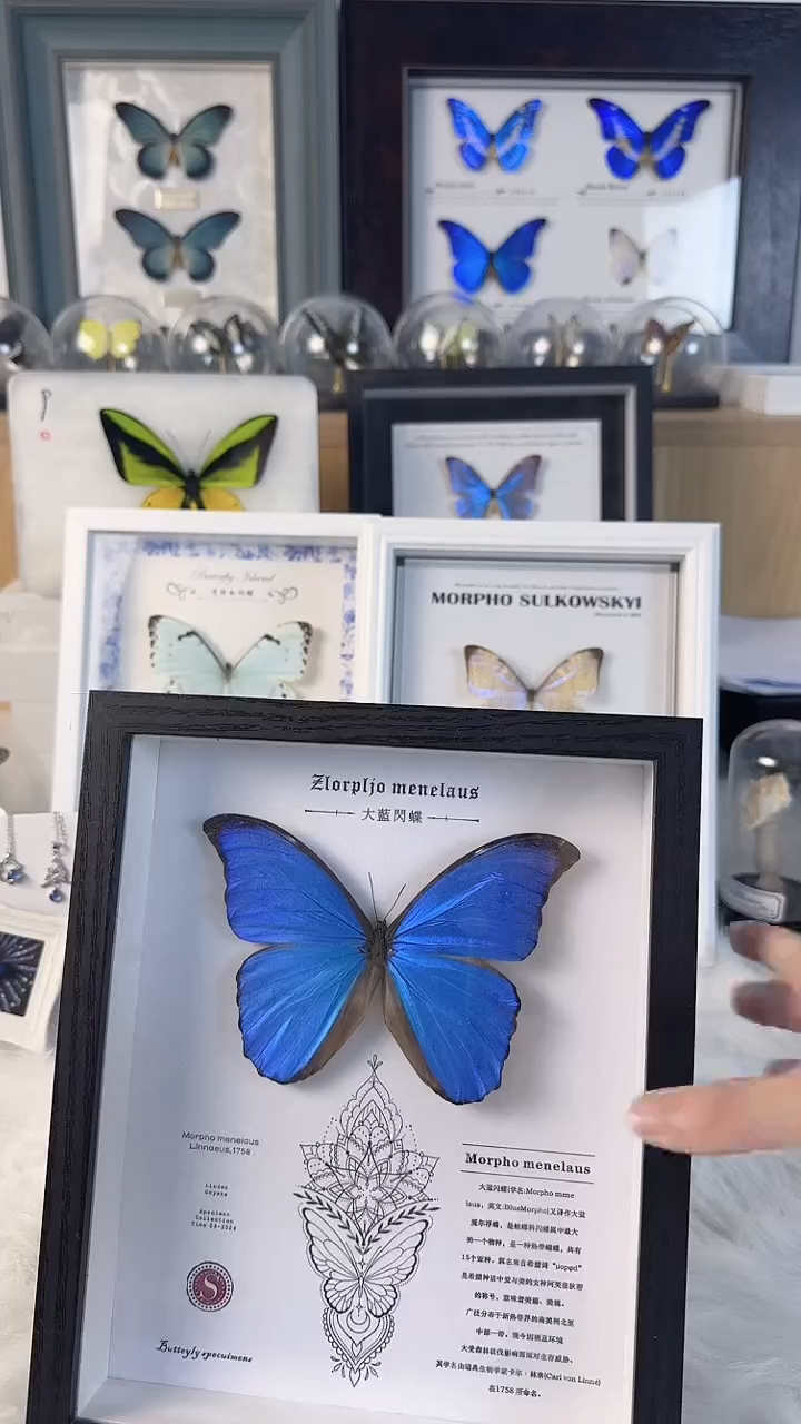 真实蝴蝶标本装框品