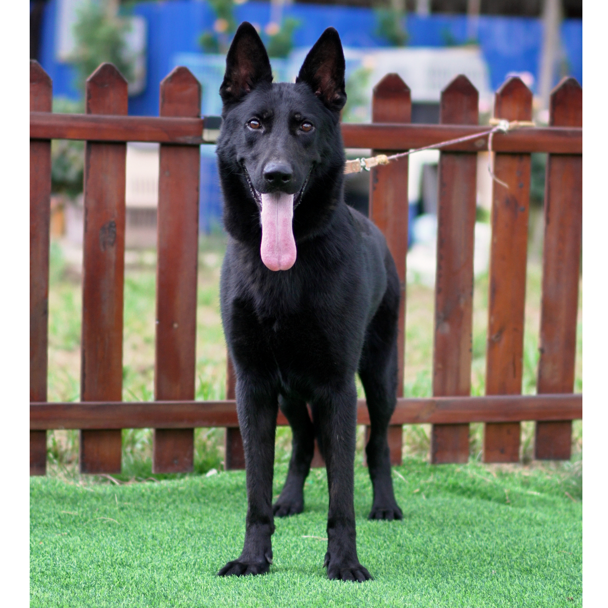 格林格搭配马克女儿的纯黑公两岁了（黑豹)