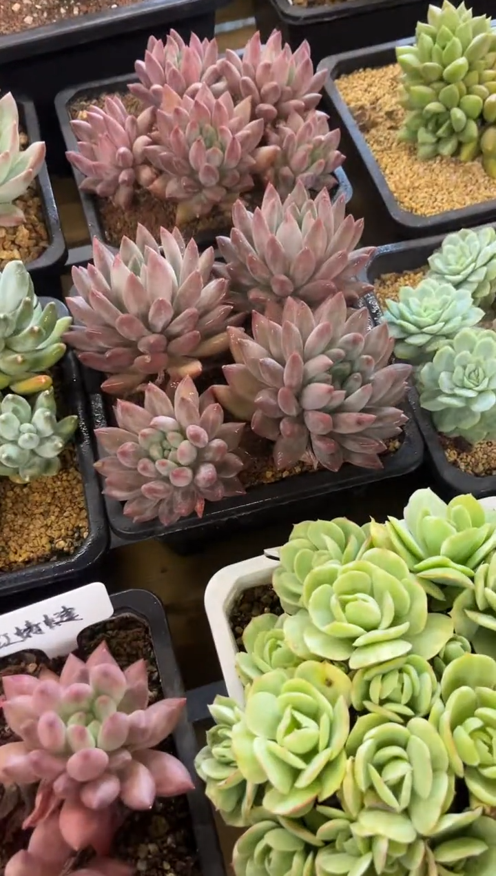 红蜻蜓          