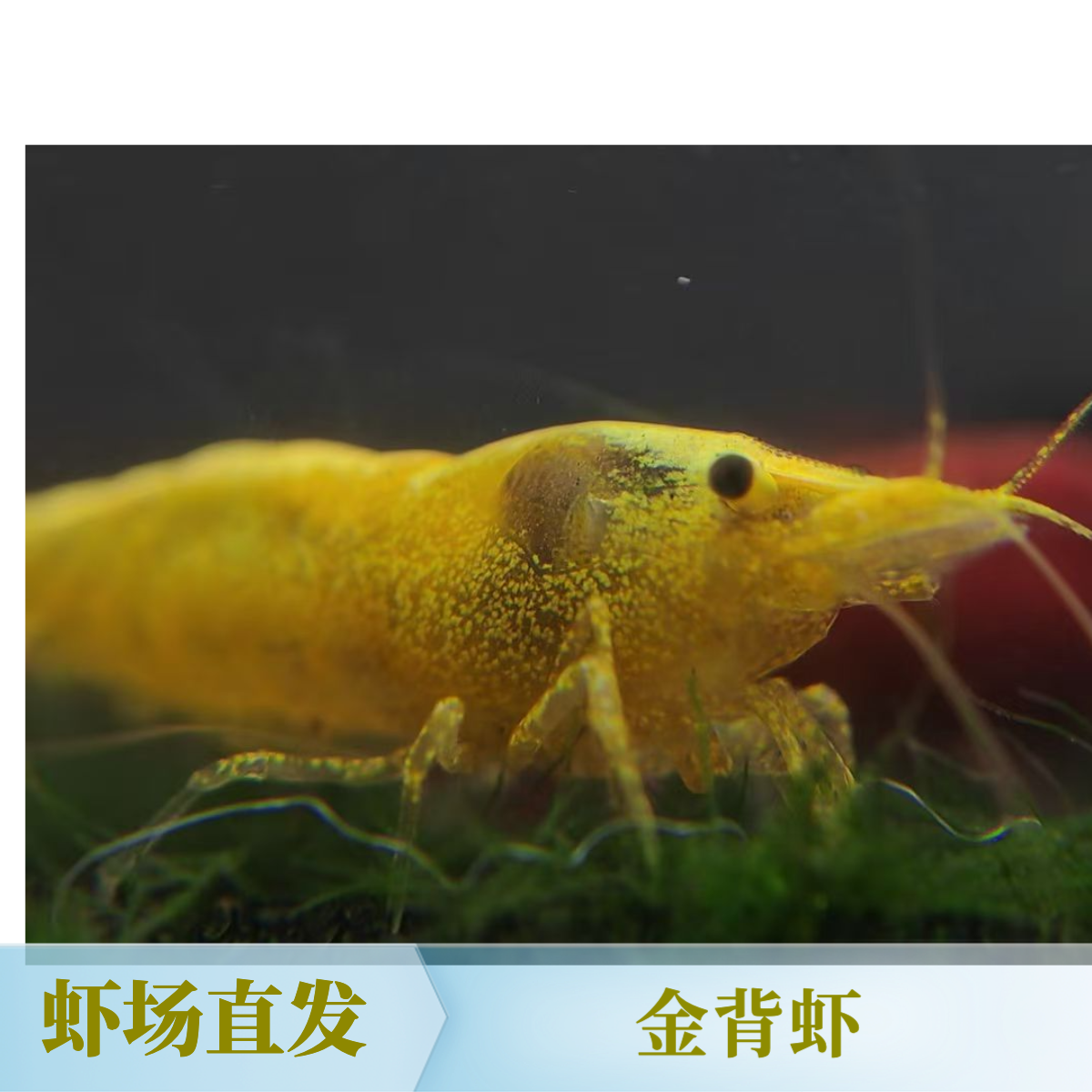金背米虾活体水族热带鱼观赏好养耐活清洁鱼除藻工具