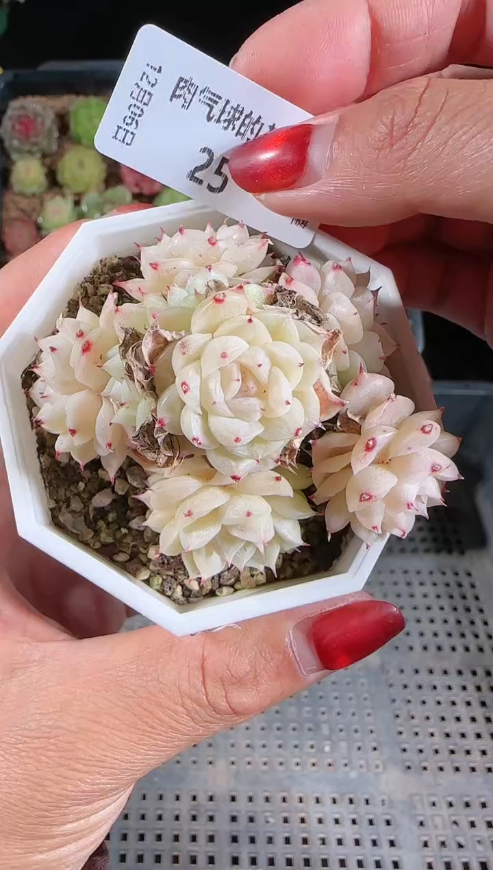 1206-25多肉群生不包整