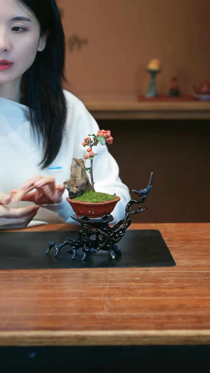 全部花朵火棘盆景盆景盆景