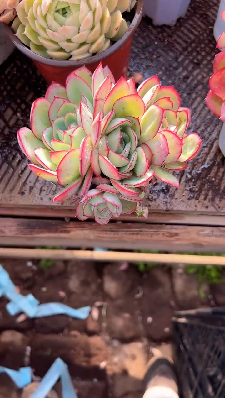 湘*主多肉植物一物一拍28350