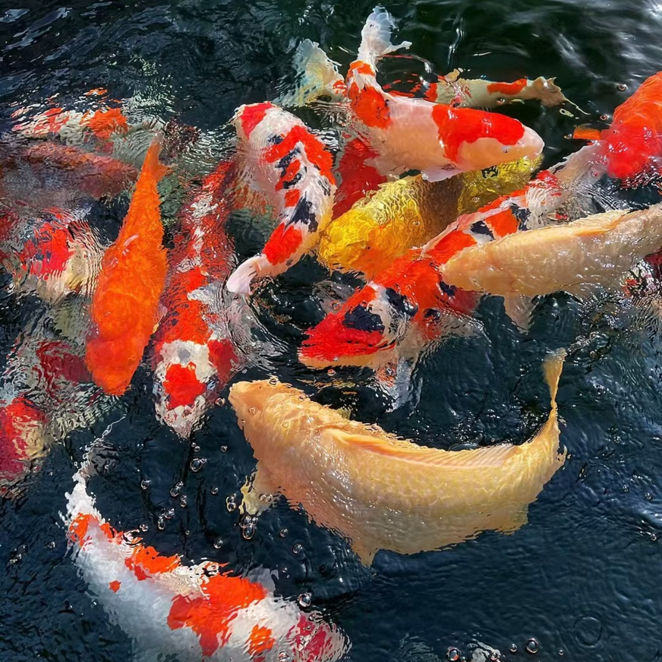 直播链接一物一拍不选鱼随机发 包邮包开箱 无开箱视频不售后