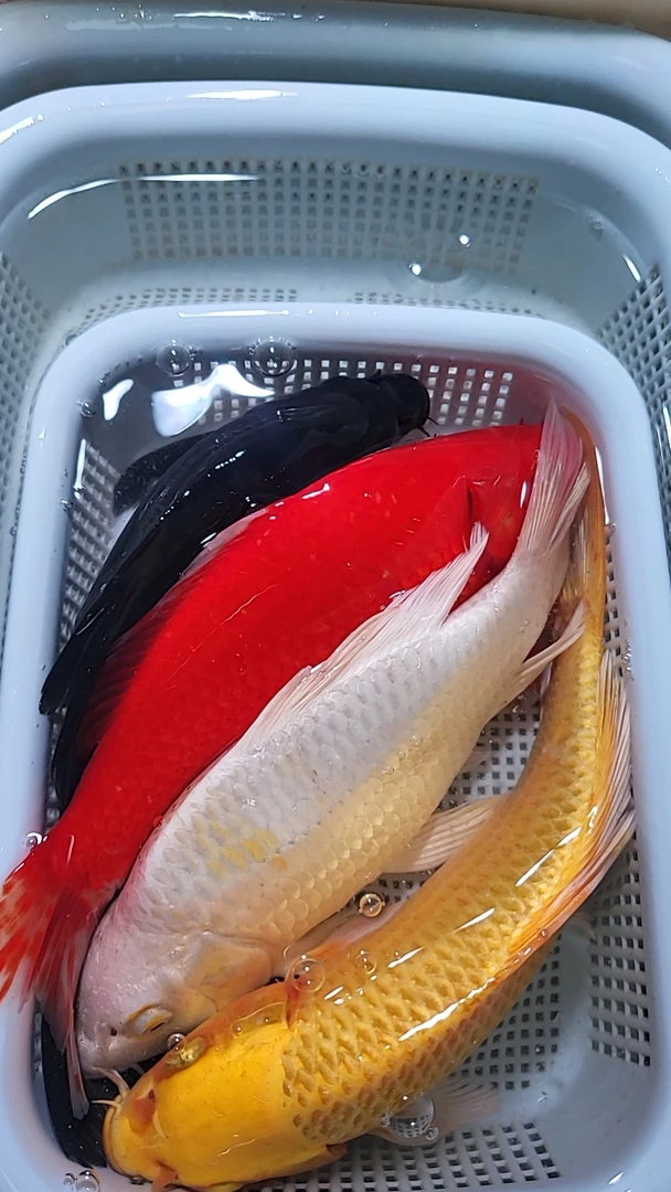 4号、【10-12cm】黄金2红草2黑金2白金2共8条、观赏鱼包邮