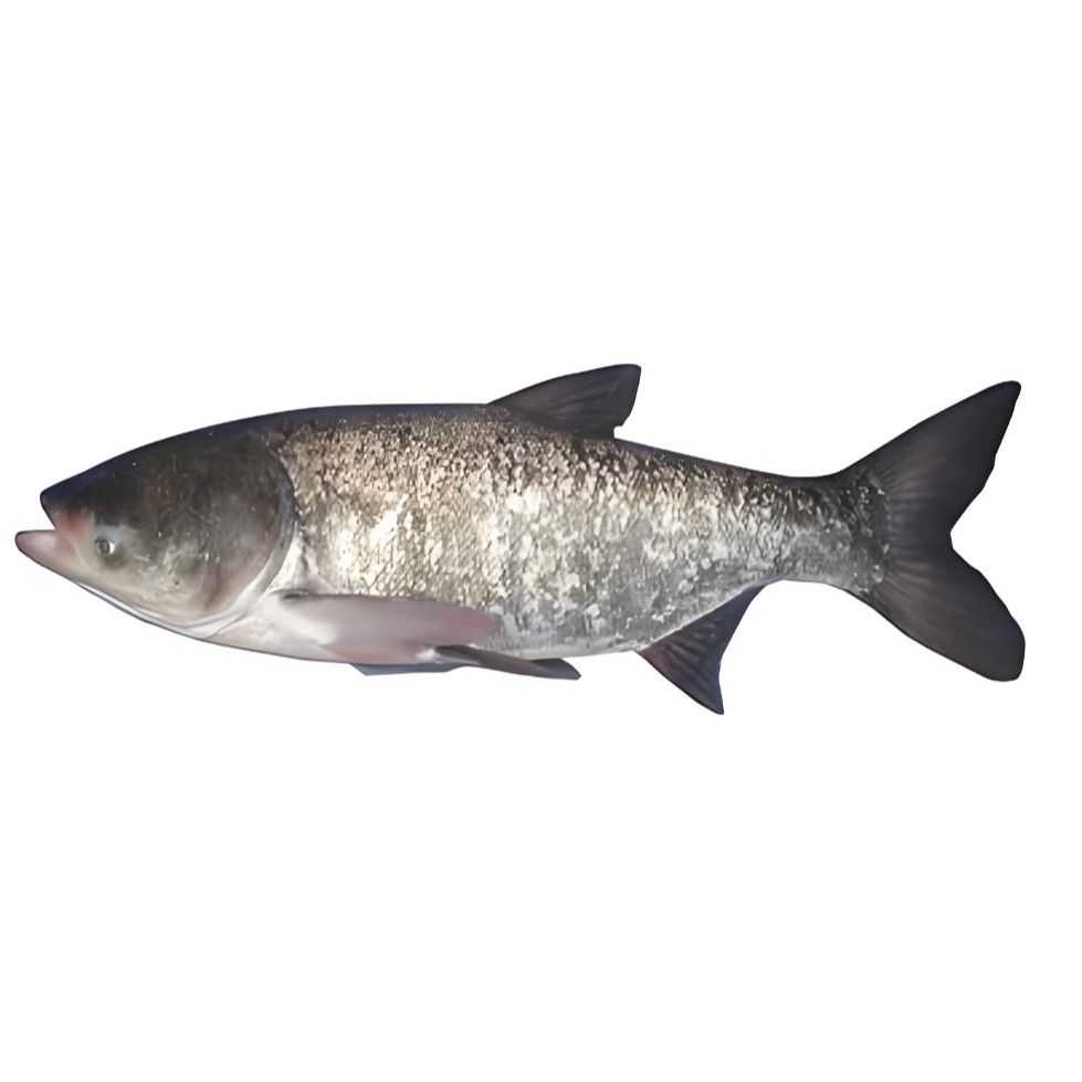 【斤】冰鲜现捞花鲢鱼大头鱼净化水质环境好养