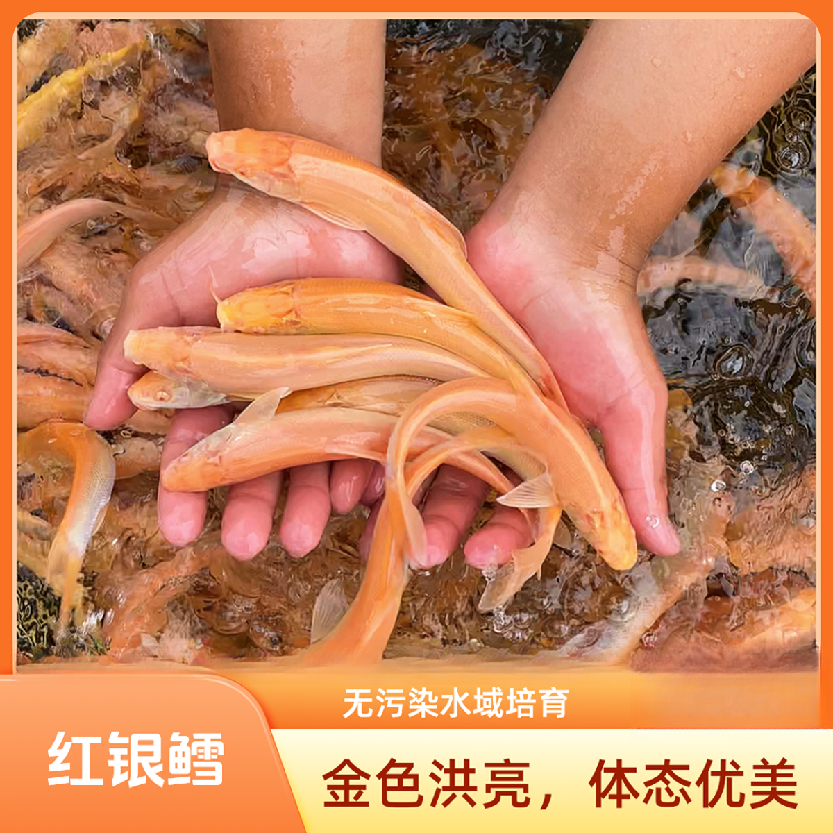 冰鲜现捞 红眼银鳕鱼 淡水养殖