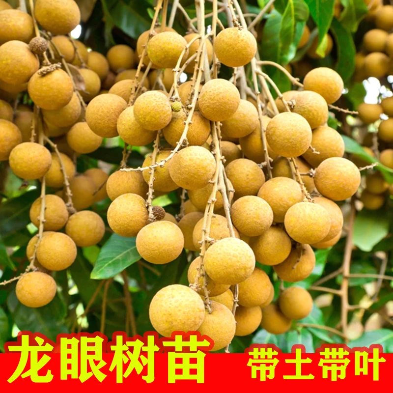 正宗四季龙眼树苗带土带叶云南发货嫁接水果树苗南方种植盆栽地栽