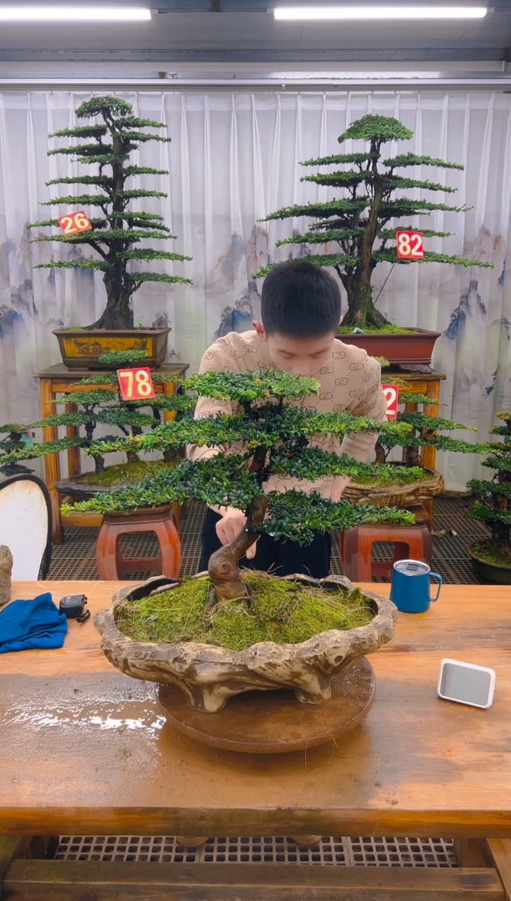 无花朵精品盆景直播间一物一拍