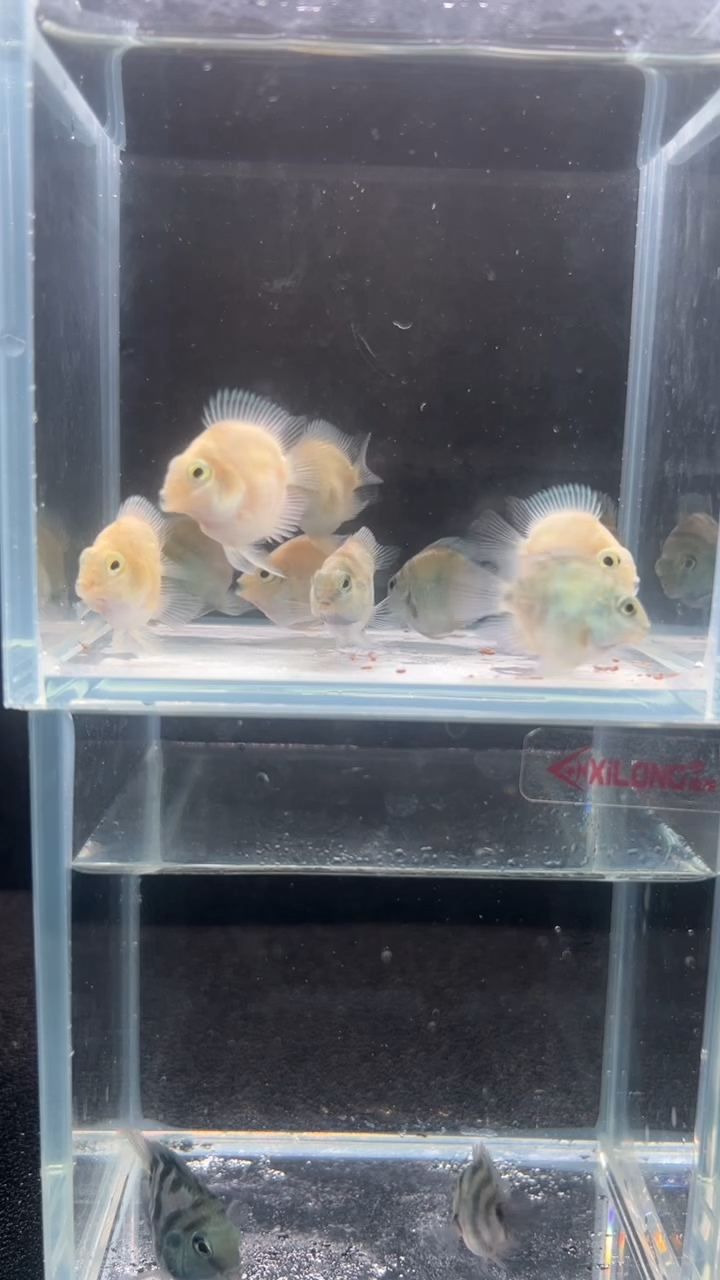 鹦鹉鱼自家繁殖迷你鹦鹉鱼8送2备损