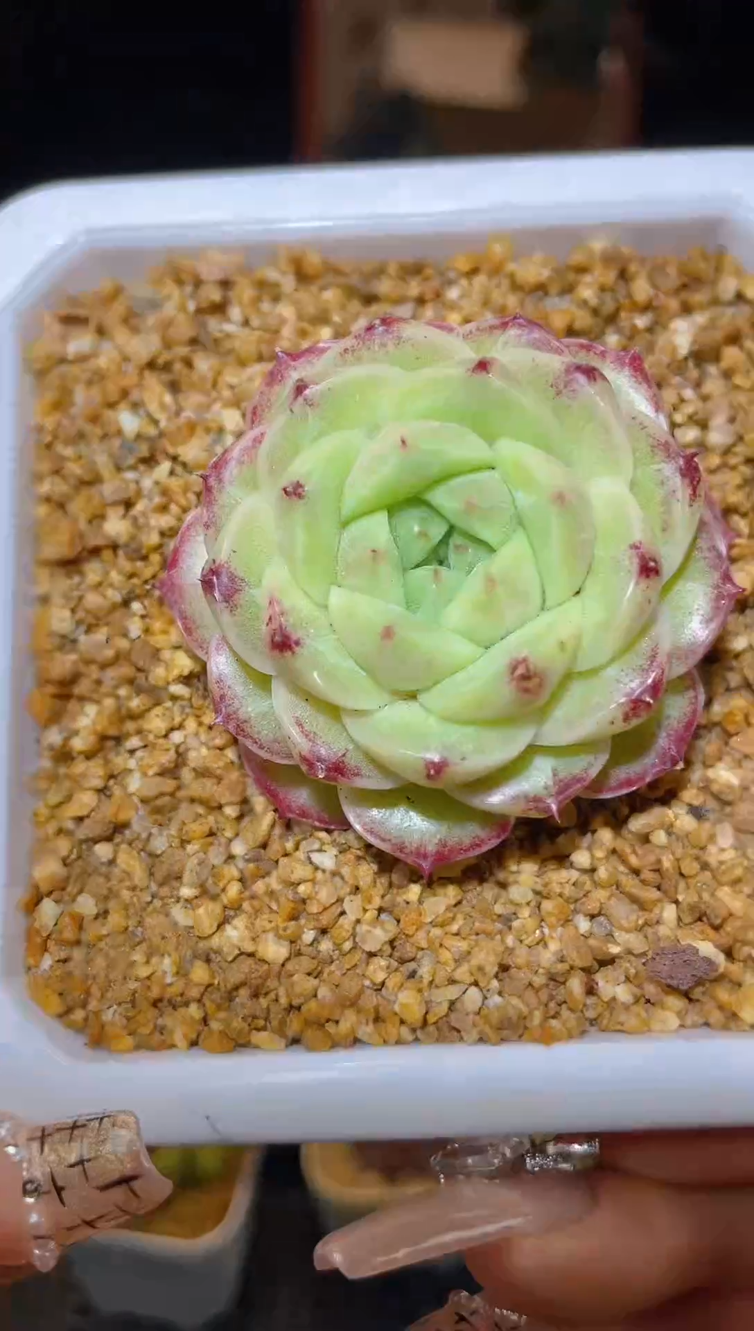 【闪购商品】121珍妮麦秆