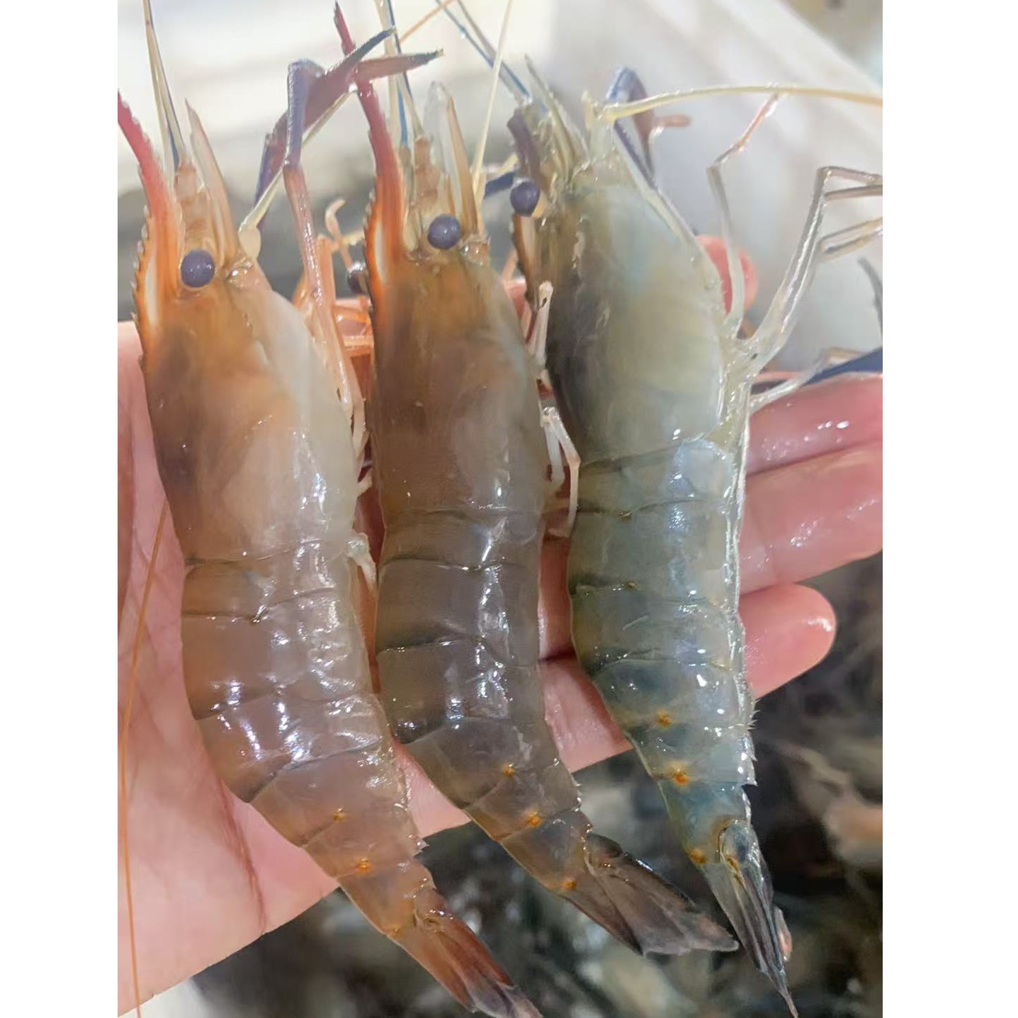 鲜活罗氏虾