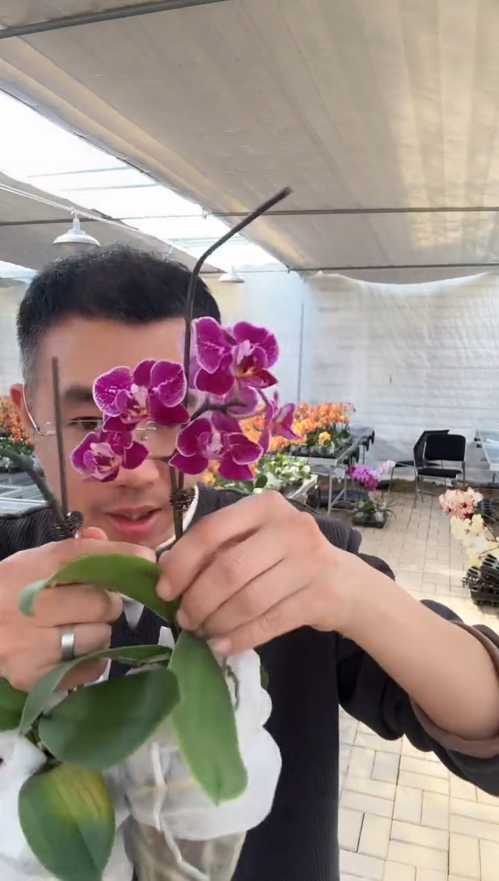 完全开放莫雷利亚紫色小花1棵