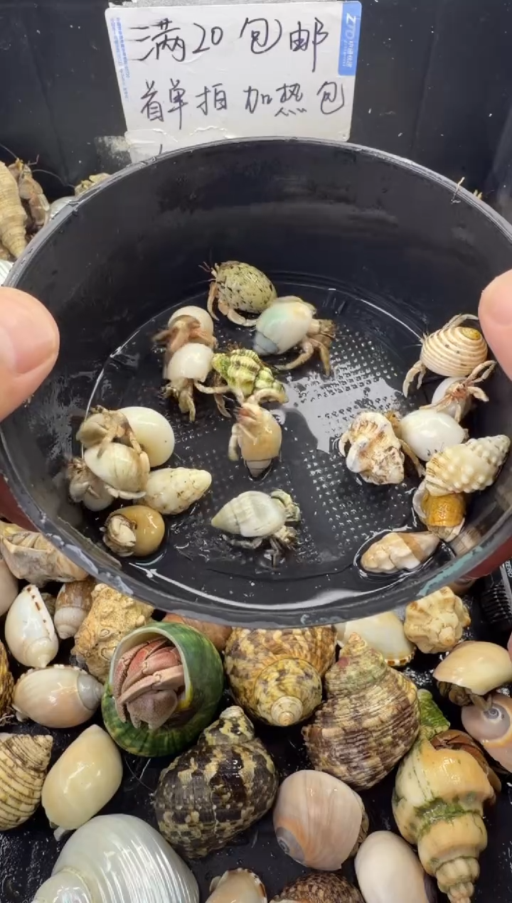 小豆丁一份，包活10只，不包全品