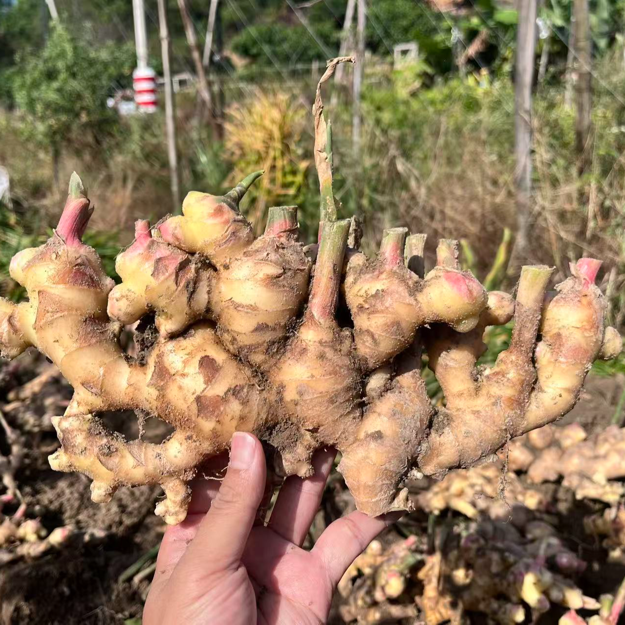 广东汕尾宝楼村宝楼姜农家自种新鲜现挖脆辣鲜香