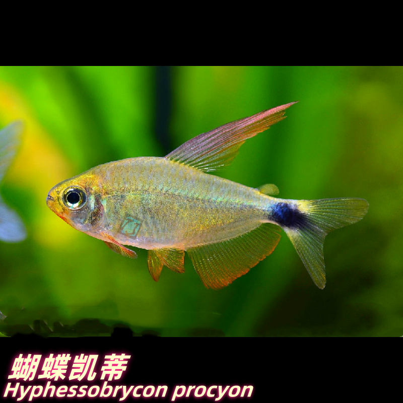 特价款 蝴蝶凯蒂 公鱼 巴西人工灯鱼 包损/满额包邮@【TJ水族社】