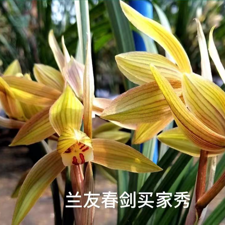 【新手养兰福利】四川春剑新手养兰福利自然环境栽种好养活套餐福利