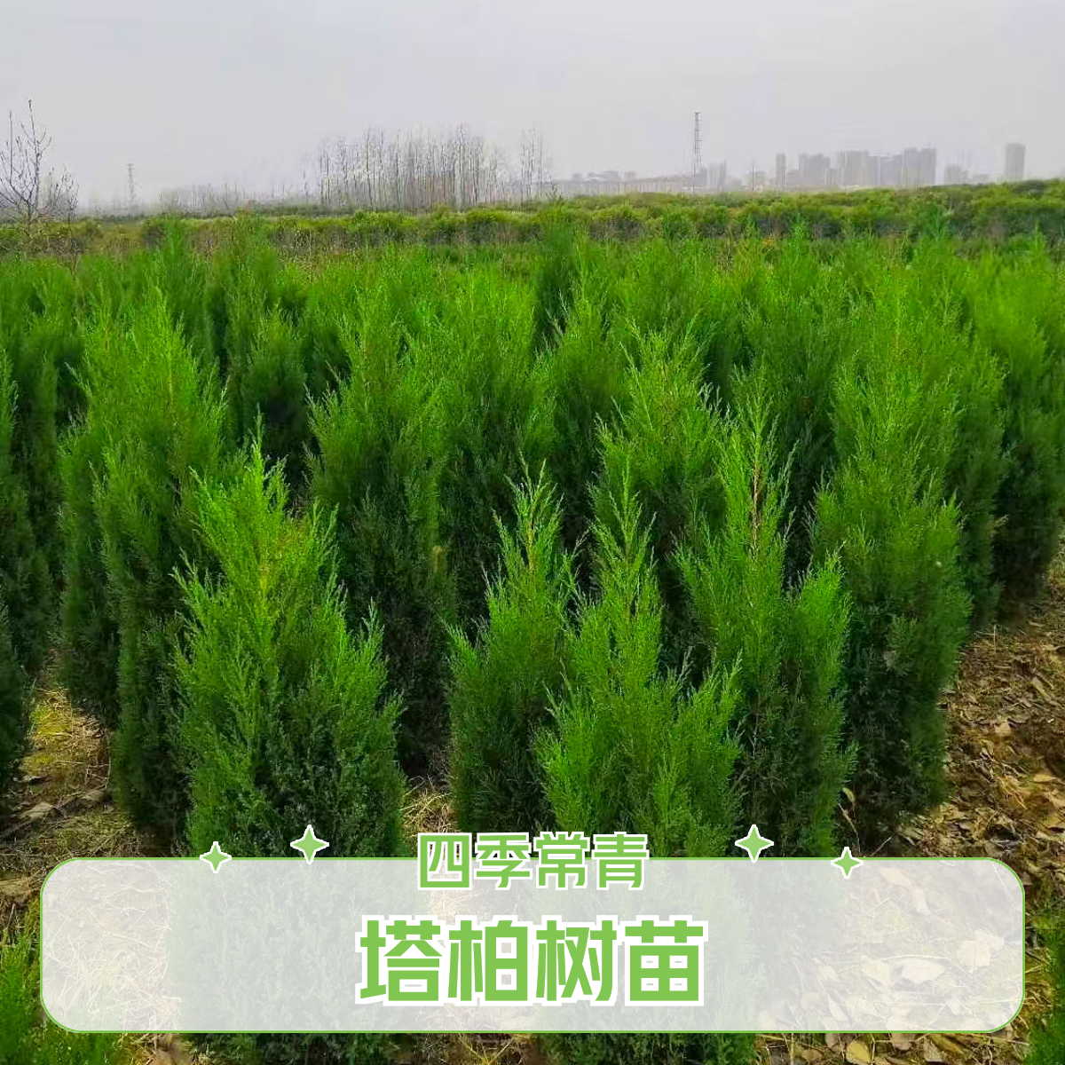 塔柏树苗松树苗柏树苗侩柏树苗侧柏树苗龙柏树苗松柏树苗四季常青