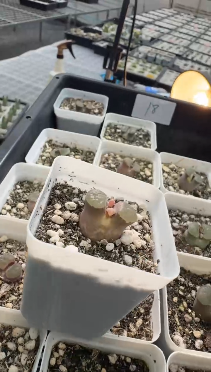 114多肉植物肉锥一颗