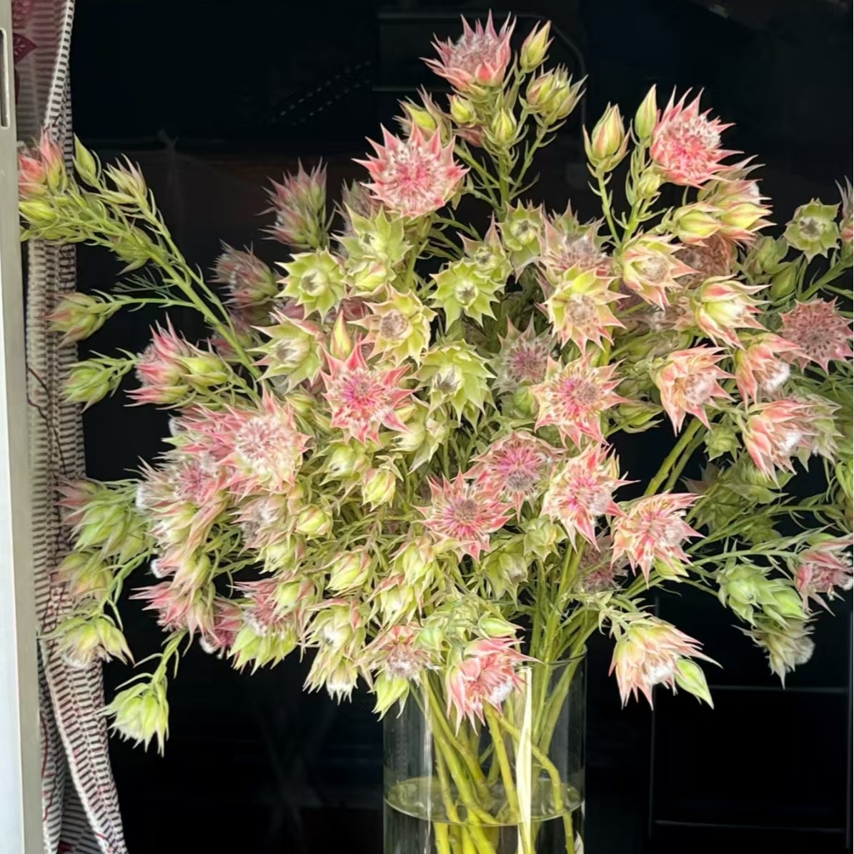 x【新娘花】雪姐专属 一单顺丰/德邦 两单加品牌营养液5包 