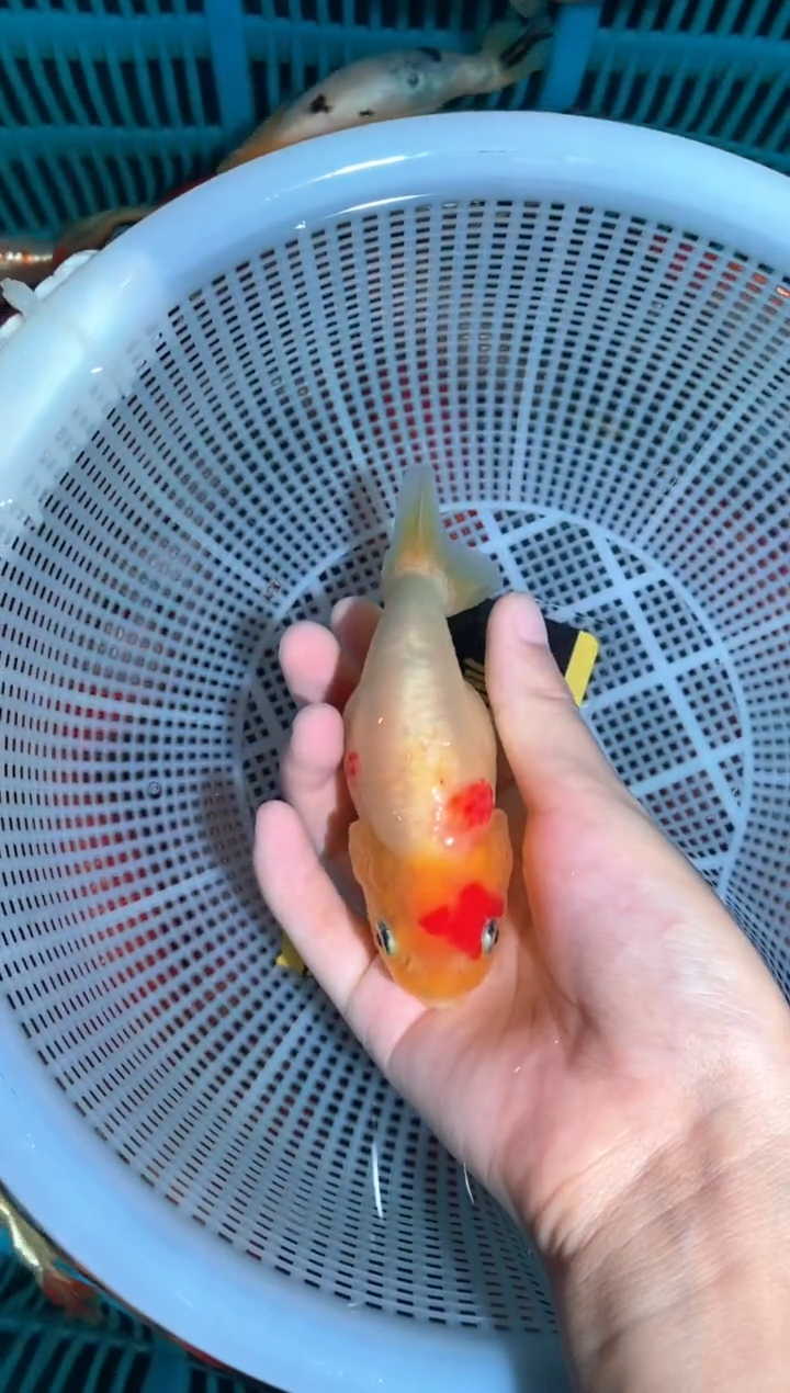 海水鱼乐兰寿金鱼