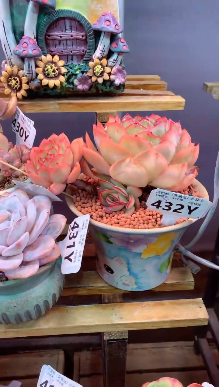 432Y（一物一拍，精品多肉，w所见即所得 ）