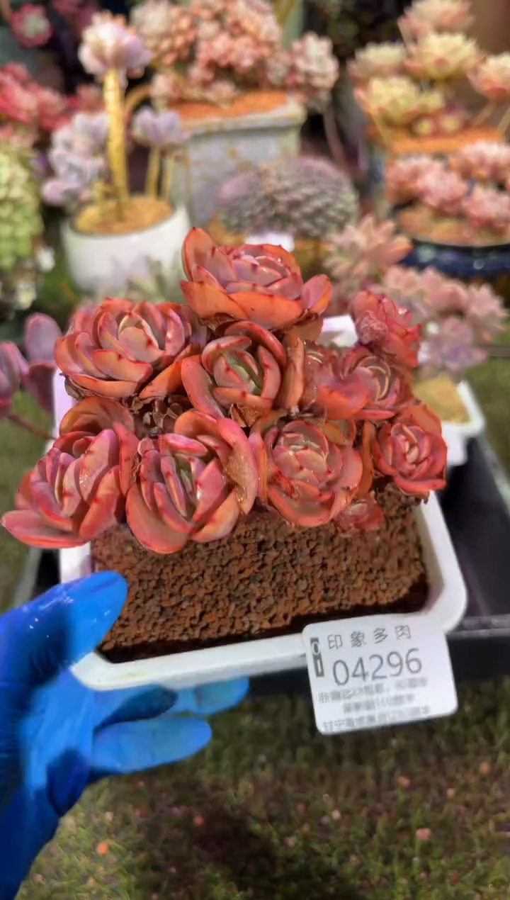 【闪购商品】04296