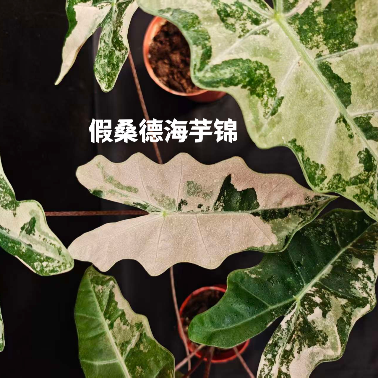 Brighten缤纷 假桑德海芋锦 粉锦 稀有高级室内ins风观叶热植盆栽