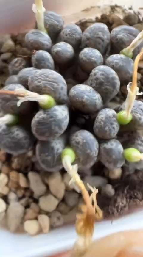 240超级无敌美丽到爆炸的美肉。。。。。。