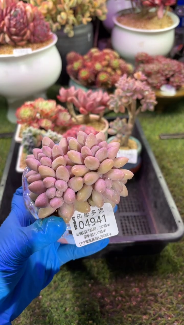 【闪购商品】04941脱土带盆