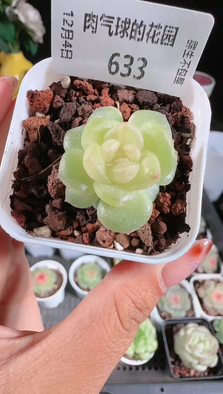 1204-633碧琉璃多肉群生不包整