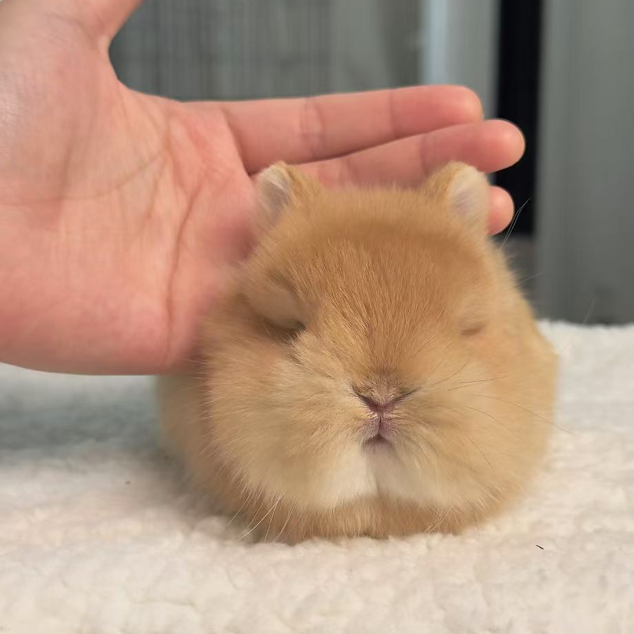 【送品牌兔粮】双血统侏儒兔小兔子活体高品质宠物兔迷你