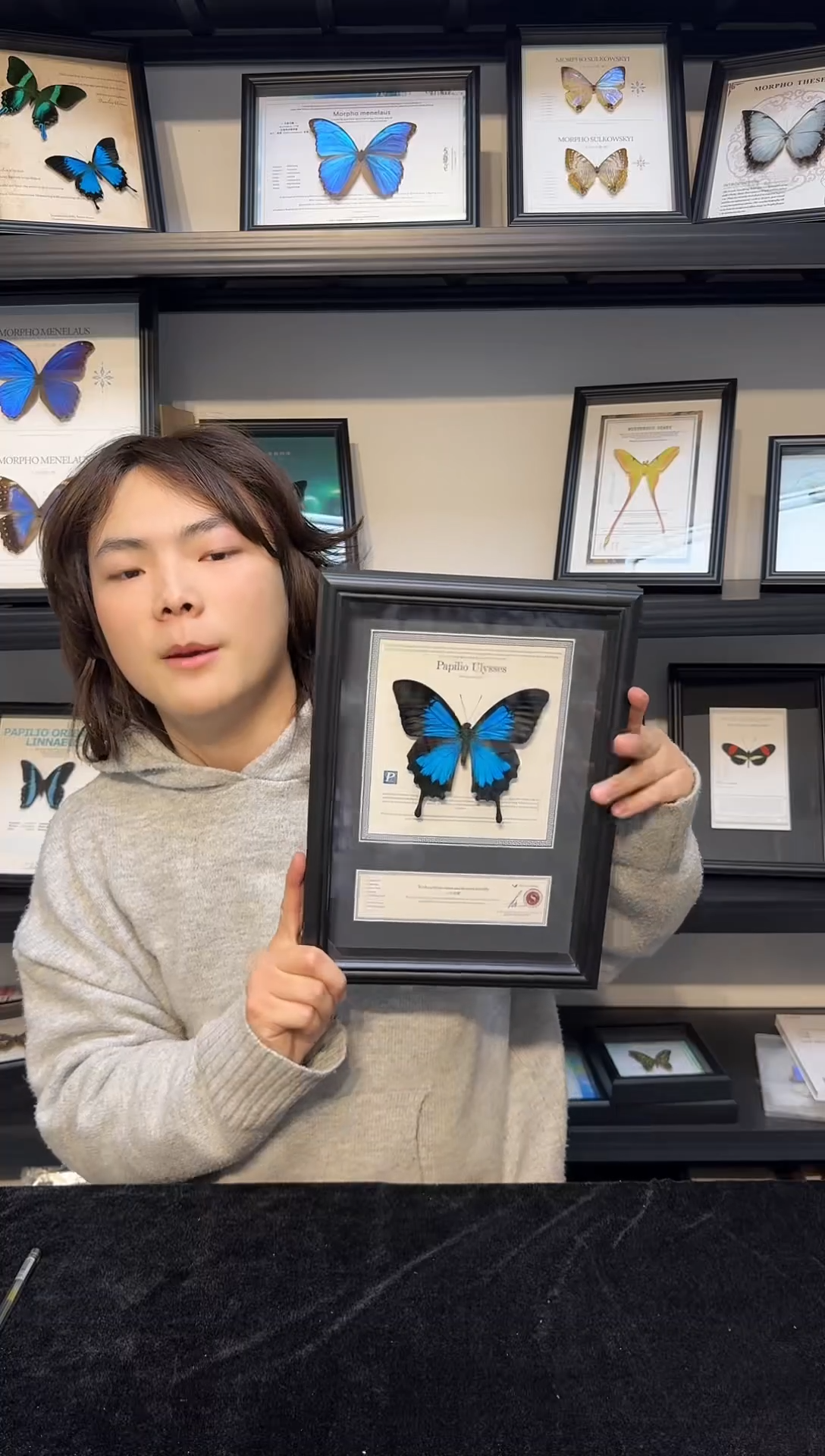 玻璃真实蝴蝶标本